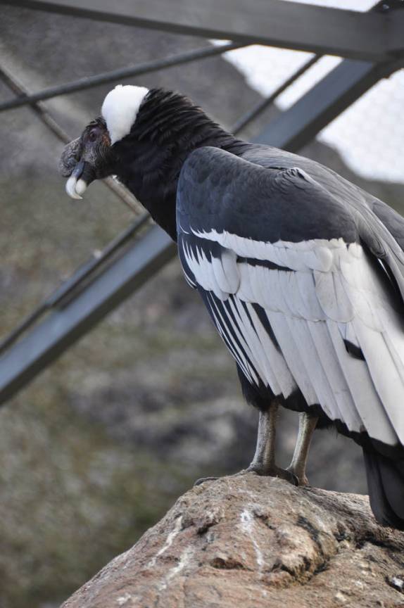 Um solitário, vistoso e encarcerado condor, na região de Mérida, nos Andes venezuelanos